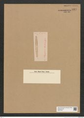 Diatomeae indet. Zeichnungen Sammlung Grunow Nr. 5941 (NHMW-BOT-W0374427)